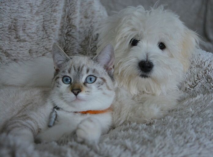 dog-cat