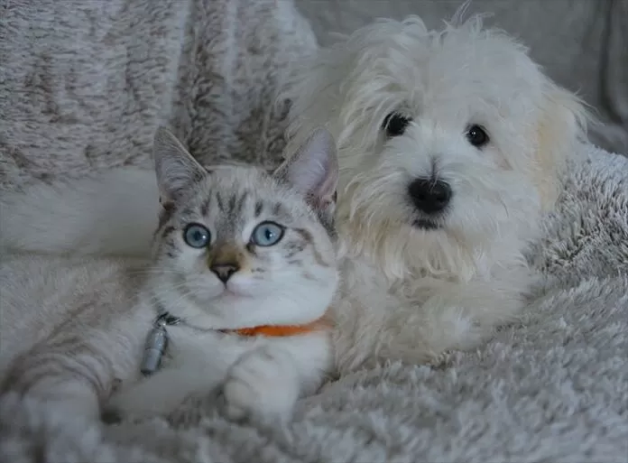 dog-cat