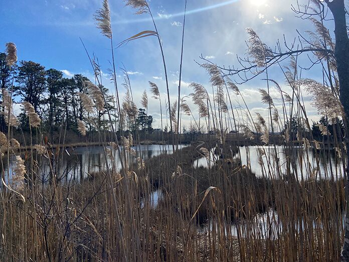 Salt-Marsh-Restoration-2